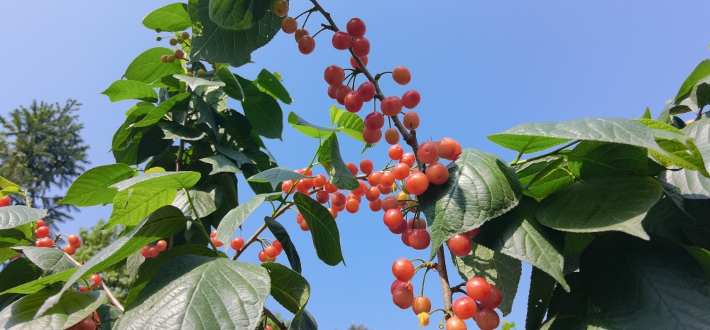 2025成都·蒲江櫻桃旅游季啟幕 以“抿甜”滋味，品文旅盛宴